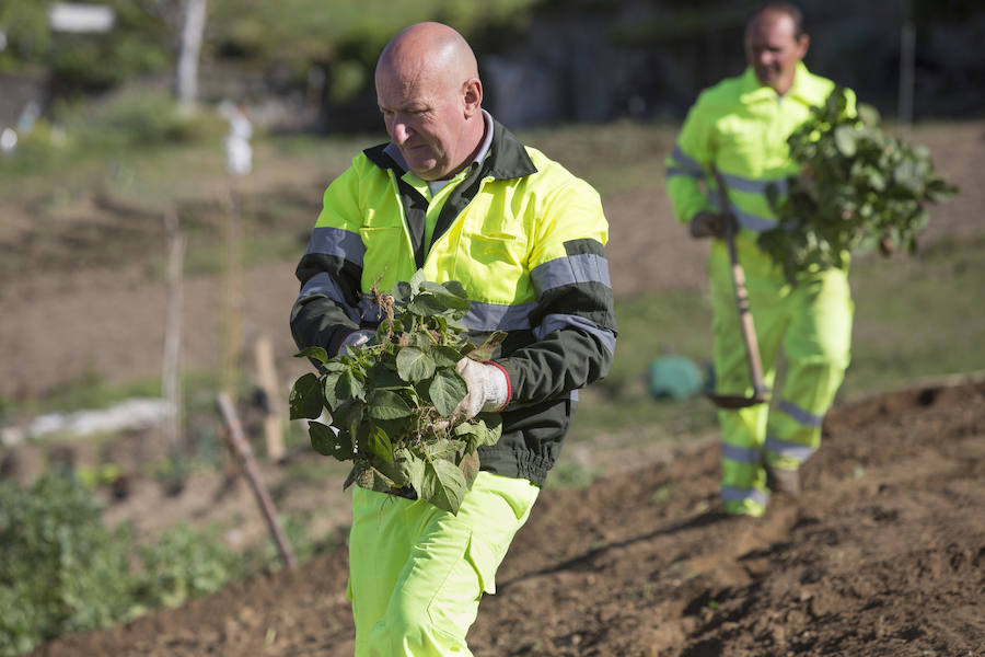 Asturias comienza a retirar patatas para erradicar la polilla guatemalteca