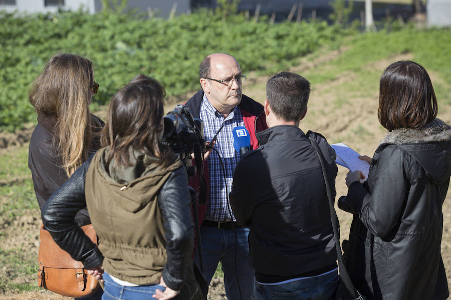Asturias comienza a retirar patatas para erradicar la polilla guatemalteca