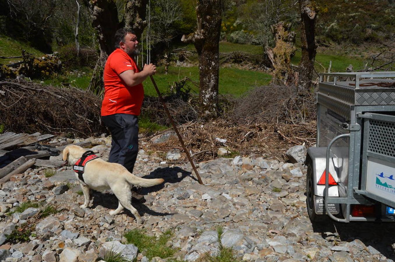 Retiran los cadáveres de los oso muertos en Cangas del Narcea