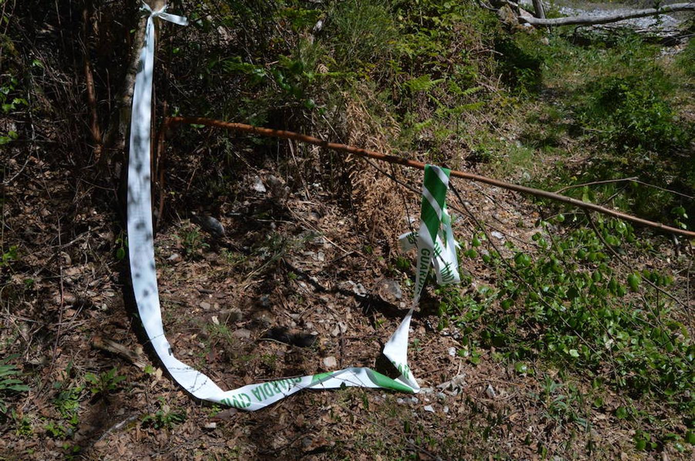 Retiran los cadáveres de los oso muertos en Cangas del Narcea