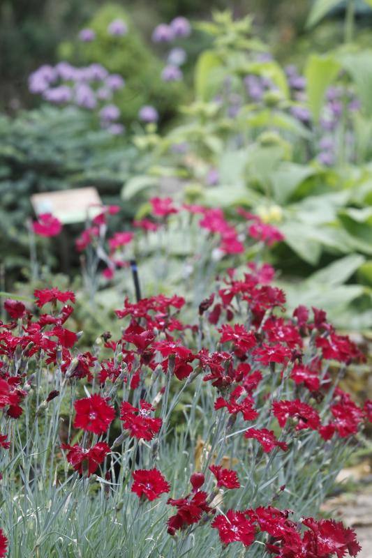 El Jardín Botánico, en todo su esplendor