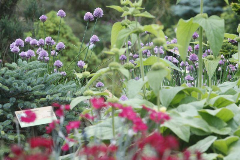 El Jardín Botánico, en todo su esplendor