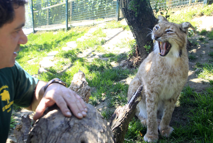 Especies del núcleo zoológico El Bosque, en Oviedo