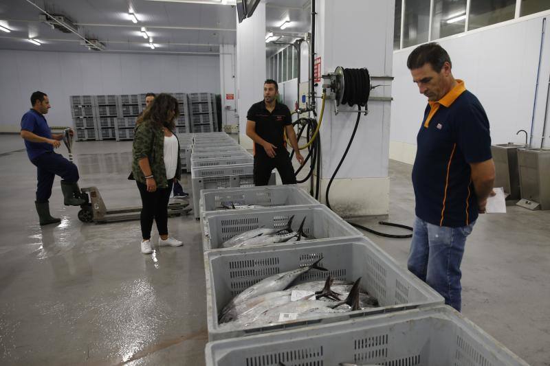 Llega el bonito a la rula de Gijón