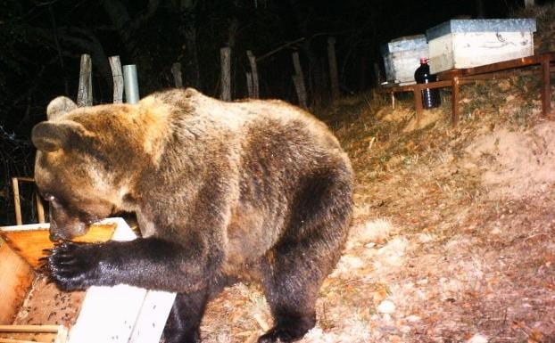 Un oso come miel de una colmena en un monte de Gedrez, en Cangas del Narcea. 