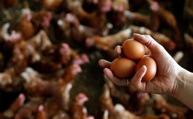 ¿Qué es el fipronil, origen de la crisis de los huevos contaminados?