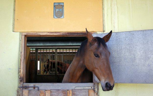 Un caballo en las instalaciones de El Asturcón. 