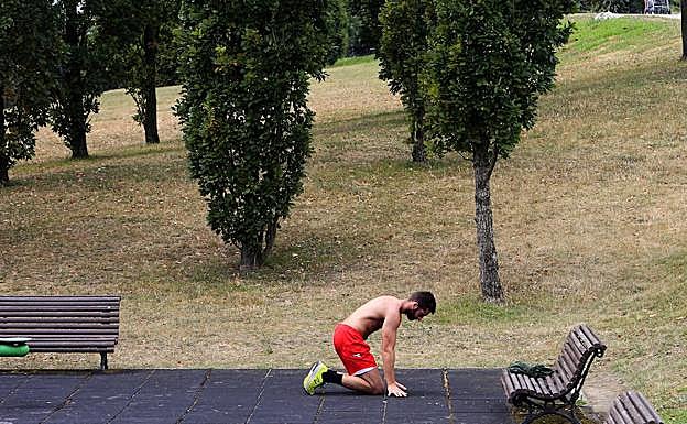 Árboles. Al pie de estos árboles aún se mantiene un halo de hierna verde, gracias a la humedad que guardan las raíces de las leñosas.