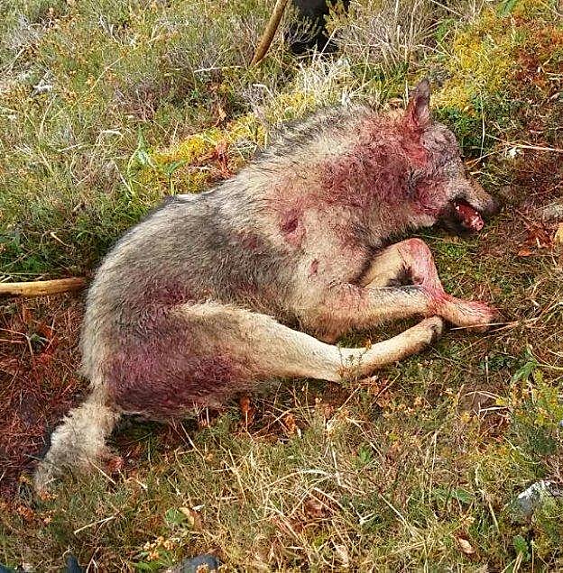 Uno de los dos lobos que se abaiteron en el Cuera el 5 de abril en una batida organizada por el Princiado. 