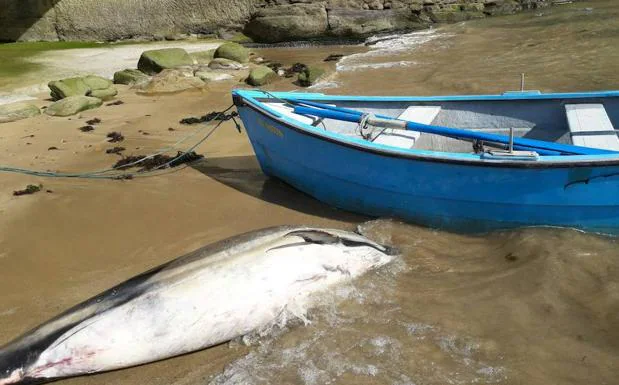 Aparece un delfín muerto en Tazones