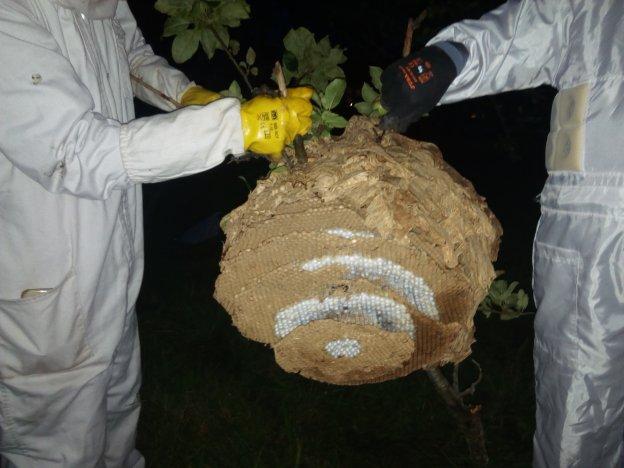 Dos técnicos de Cepesma sujetan el nido de avispa asiática retirado de un manzano en Villar. 