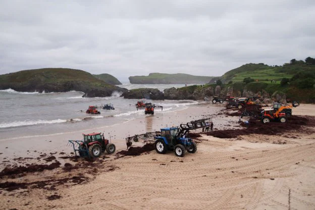 Numerosos tractores extraen algas del agua en la playa llanisca de Barro. 