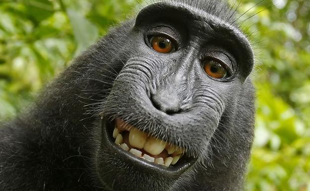 El famoso 'selfie del mono'.