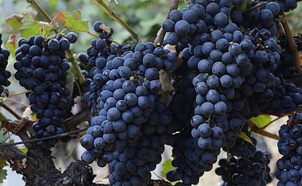 Racimo de una de las variedades autóctonas negras de la DOP canguesa.