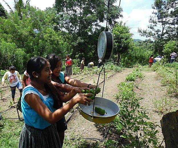 Niños en un huerto escolar en el departamento guatemalteco de Petén. 