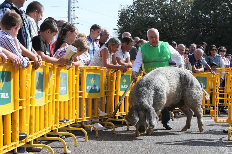 Campeonato de Gochu Asturcelta y una exhibición canina, principales atracciones de la jornada de Agrosiero de este domingo.