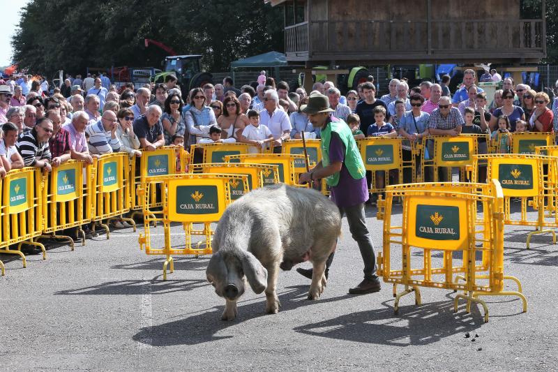 Campeonato de Gochu Asturcelta y una exhibición canina, principales atracciones de la jornada de Agrosiero de este domingo.