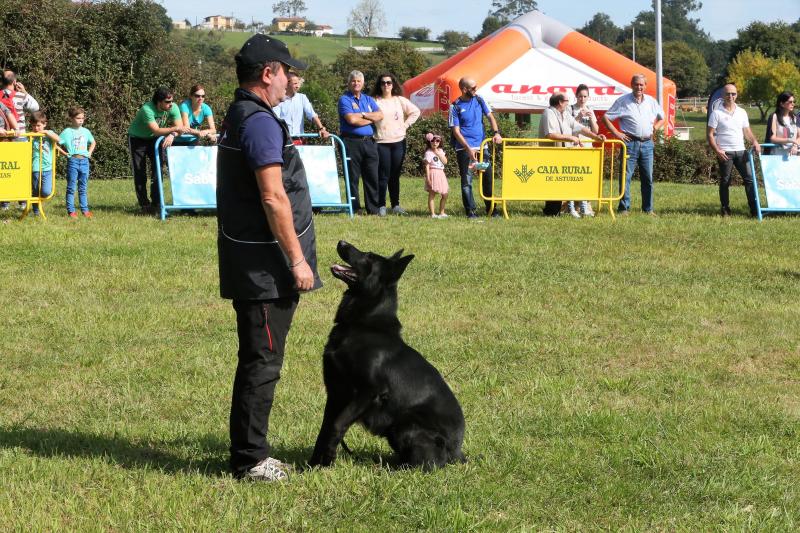 Campeonato de Gochu Asturcelta y una exhibición canina, principales atracciones de la jornada de Agrosiero de este domingo.