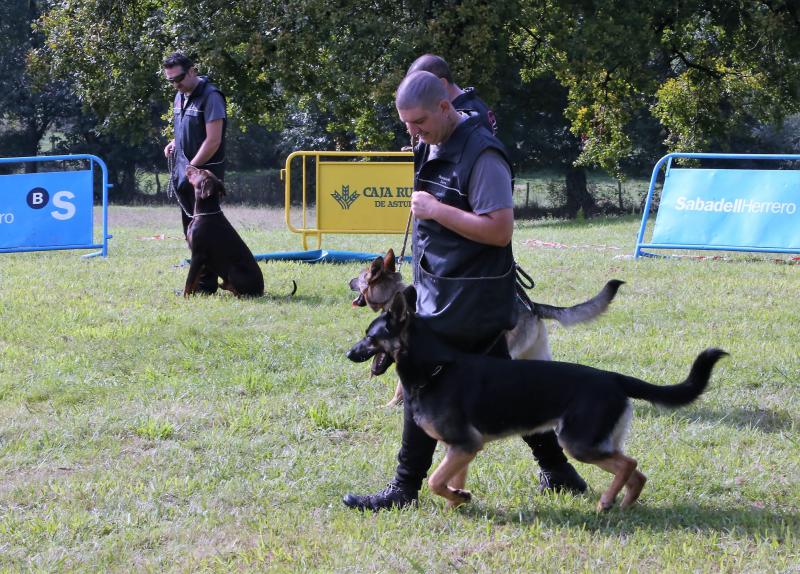 Campeonato de Gochu Asturcelta y una exhibición canina, principales atracciones de la jornada de Agrosiero de este domingo.