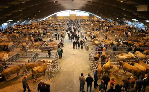 Vista general del mercado de ganado de Siero.