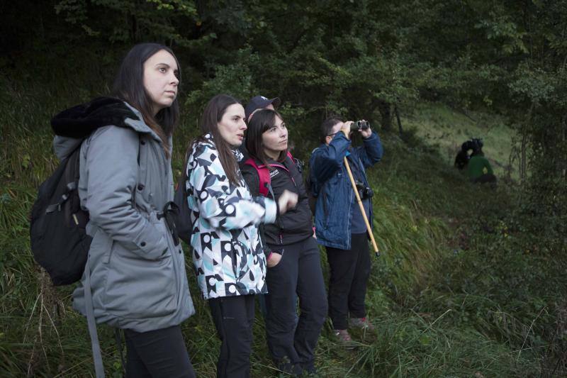 La berrea regresa a los montes asturianos