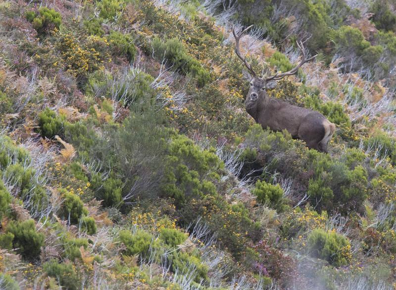 La berrea regresa a los montes asturianos