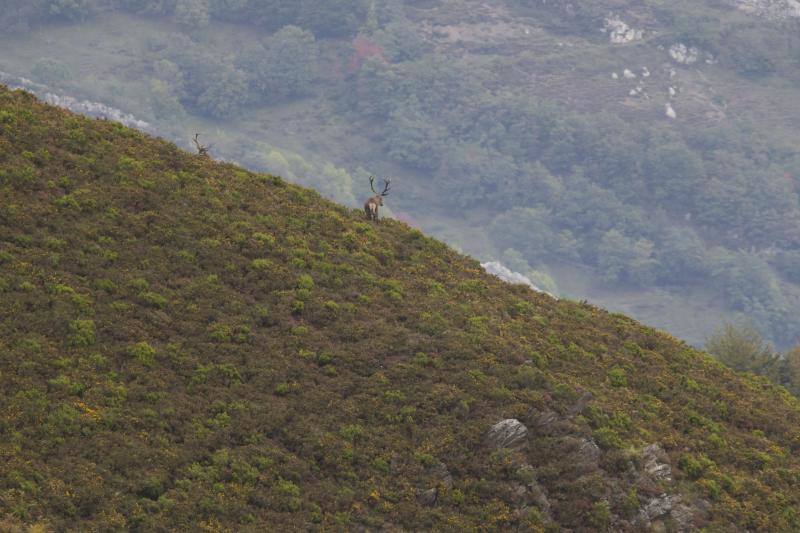 La berrea regresa a los montes asturianos