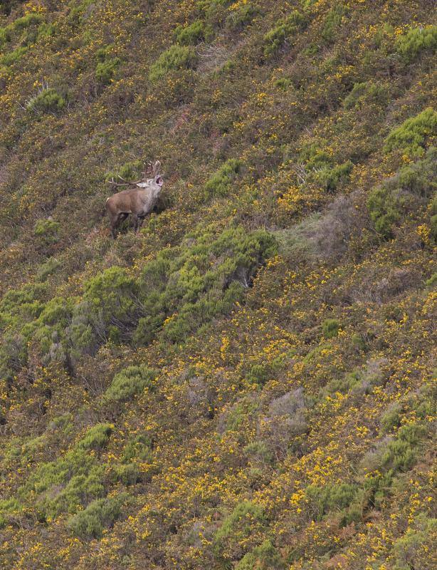 La berrea regresa a los montes asturianos