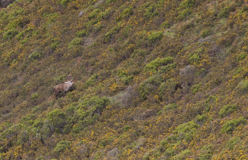 La berrea regresa a los montes asturianos