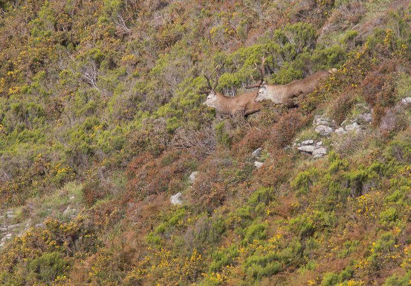 La berrea regresa a los montes asturianos