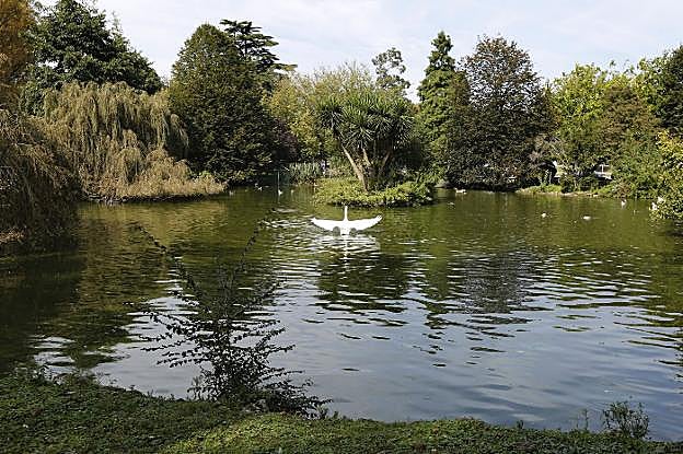 Un cisne blanco nada en uno de los estanques del parque de Isabel la Católica. 