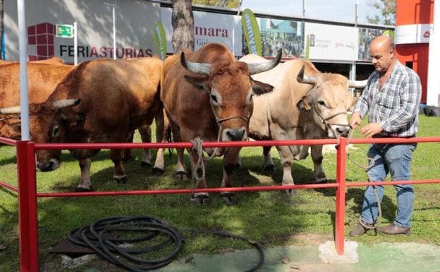 El recinto ferial Luis Adaro de Gijón acoge la feria Agropec. 