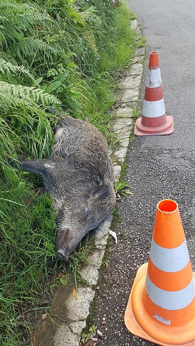 Un jabalí muerto