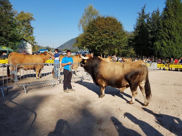 'Trasgu', el macho de la raza Asturiana de la Montaña que se llevó el primer premio en Infiesto. 