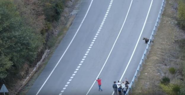 El oso fue fotografiado y grabado por numerosas personas. A la derecha, un grupo alerta a un conductor justo antes de que cruce la carretera. 