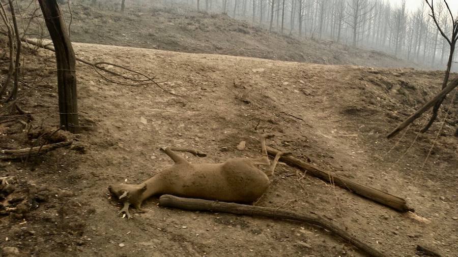 La desoladora imagen que deja el fuego en Asturias