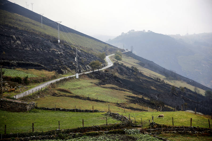 Desolación tras el paso del fuego