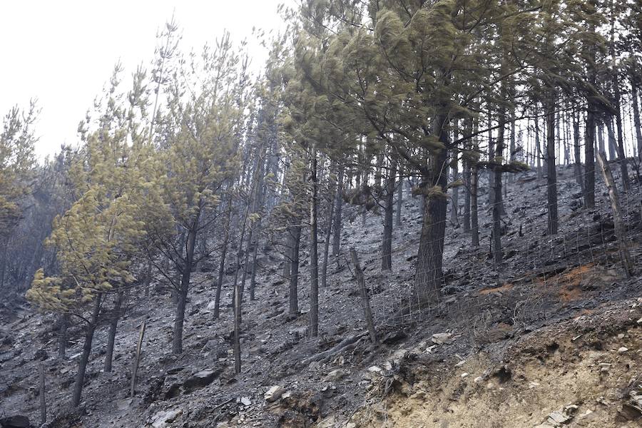 Desolación tras el paso del fuego