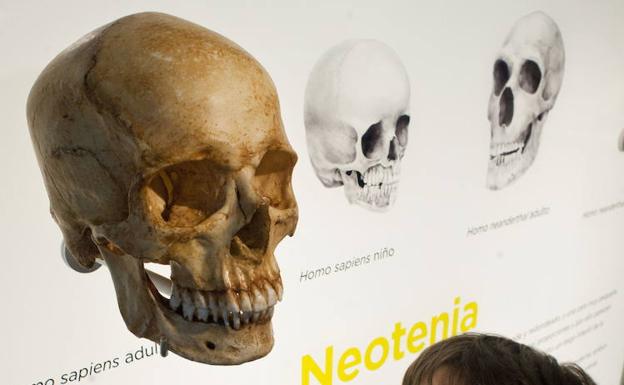 Cráneo de un 'Homo sapiens' en el Museo de la Evolución Humana de Burgos. 