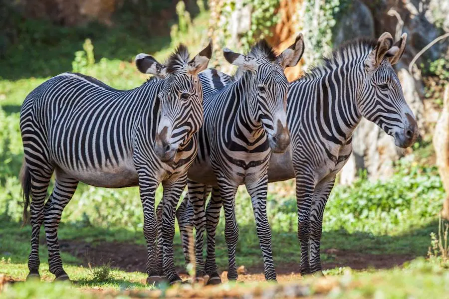 La mirada salvaje de los animales que habitan en el Parque de Cabárceno.