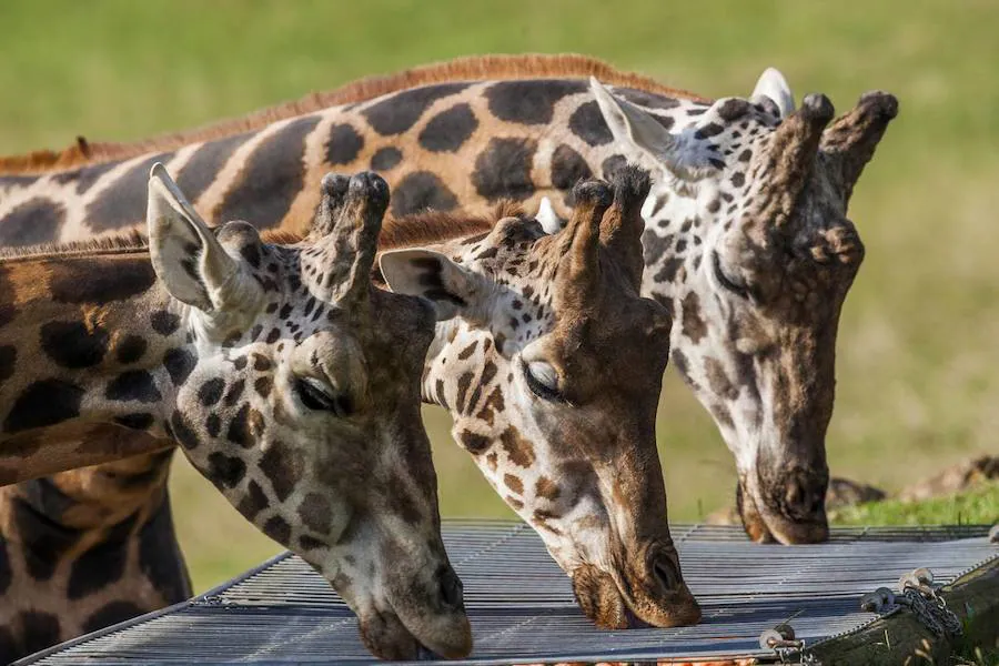 La mirada salvaje de los animales que habitan en el Parque de la Naturaleza de Cabárceno.