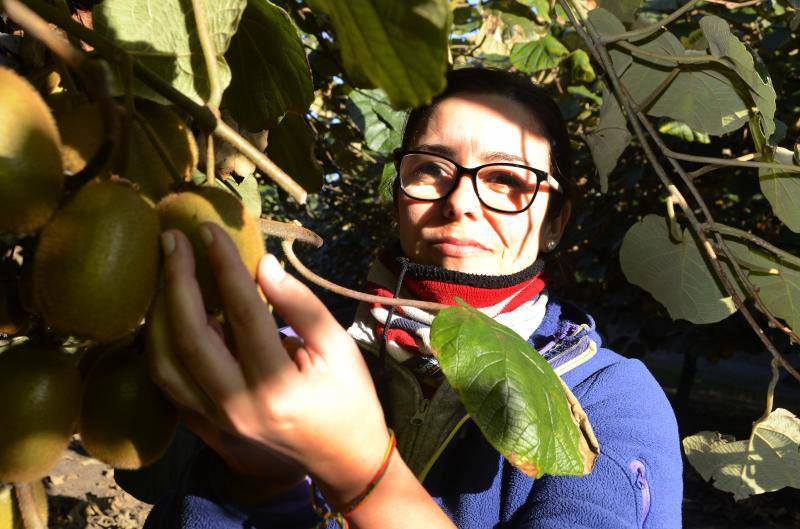 Comienza la recogida del kiwi asturiano