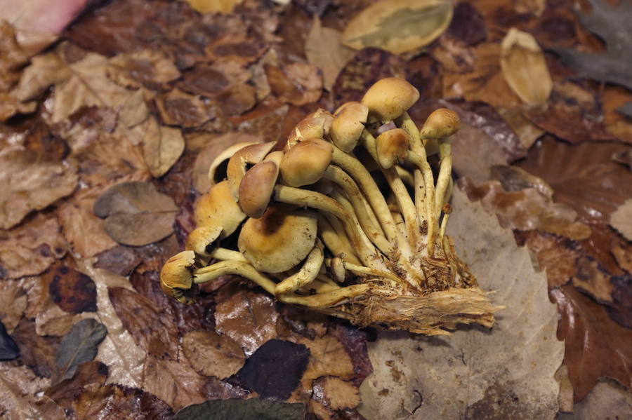 Es tiempo de setas en Asturias