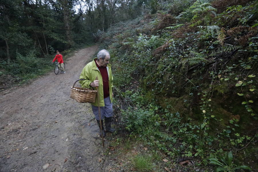 Es tiempo de setas en Asturias