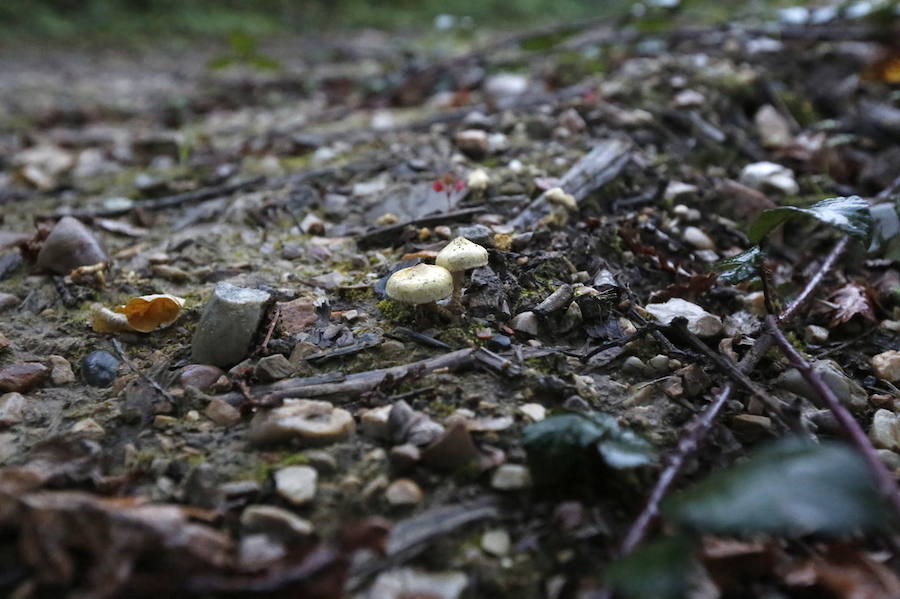 Es tiempo de setas en Asturias