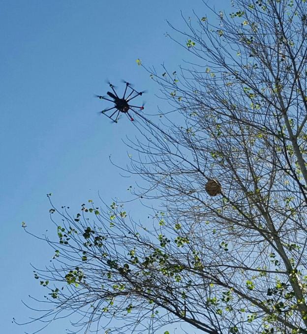 El dron sobrevoló el nido encontrado en Otur. 