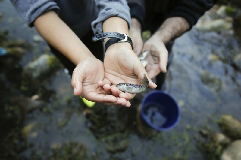 Escolares sueltan 5.000 alevines de trucha en el Nalón
