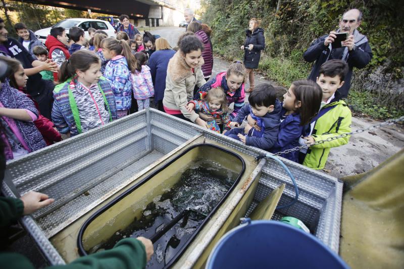 Escolares sueltan 5.000 alevines de trucha en el Nalón
