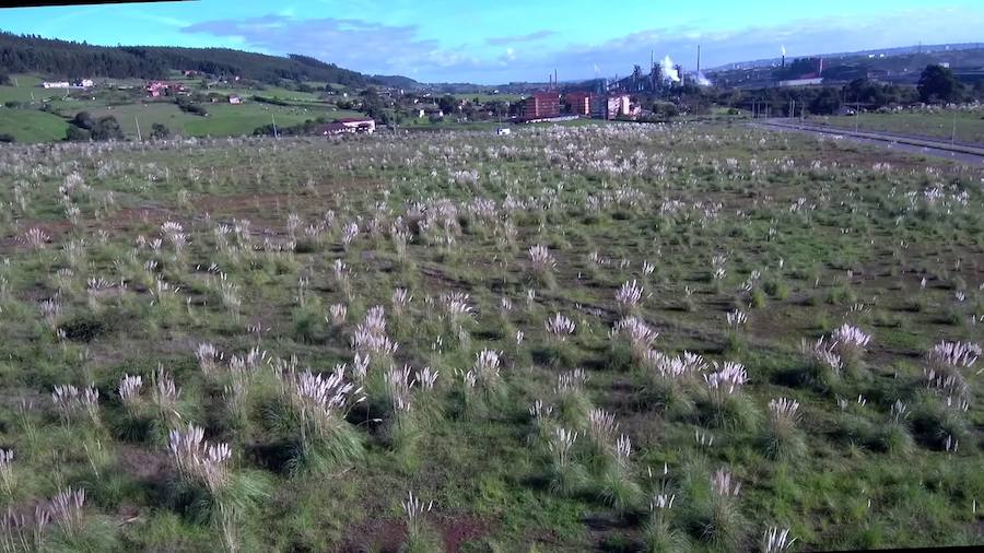 Así se ve la ZALIA desde las alturas