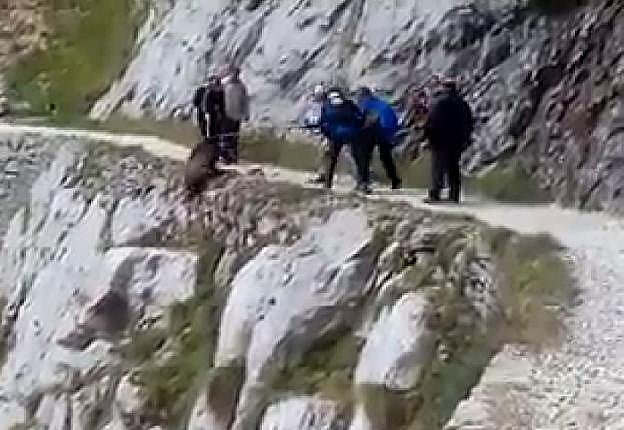 Secuencia del vídeo en la que se aprecia cómo zarandean al jabalí con palos al borde de un precipicio hasta que finalmente el animal cae. 